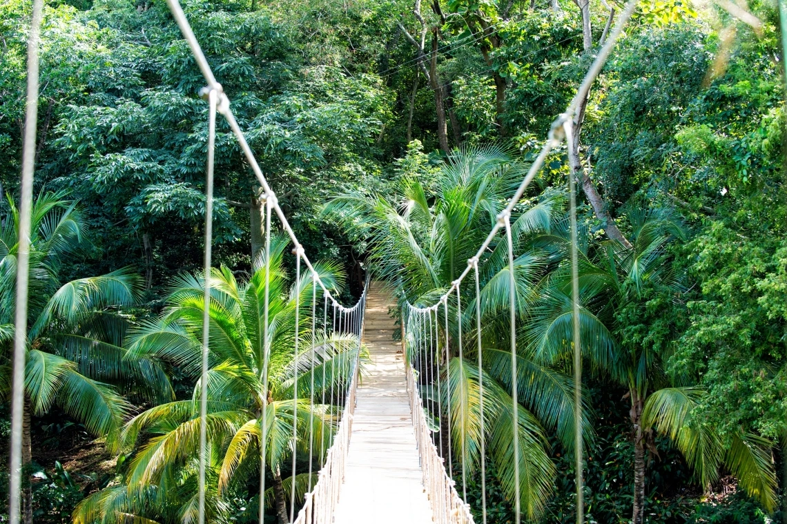 A photograph of a rainforest bridge